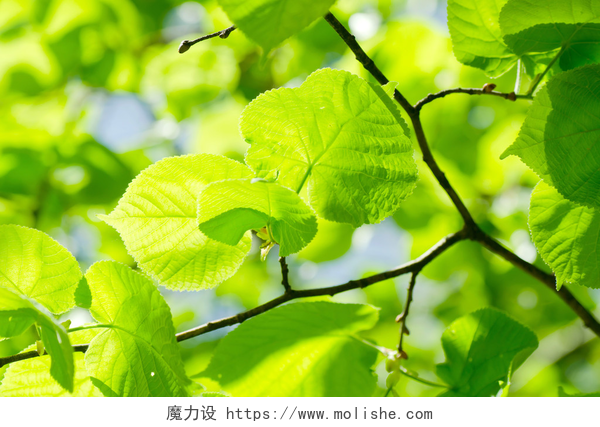 绿色小清新树叶背景树枝上的春叶
